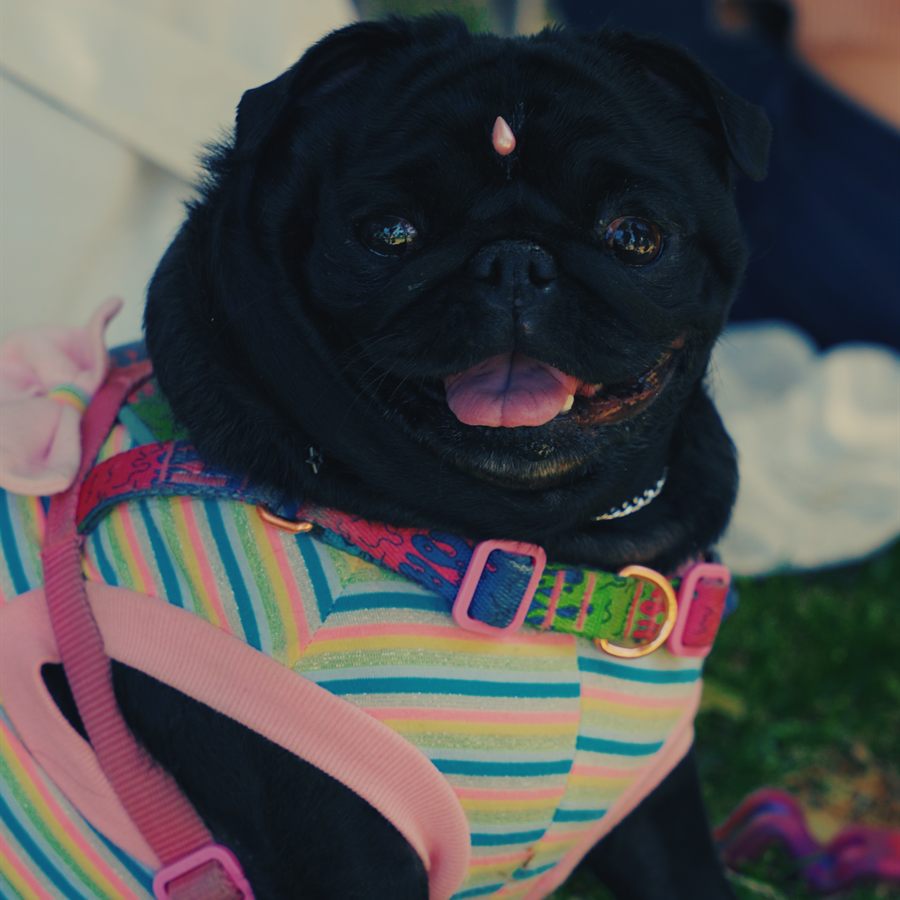 Un pug negro con arnés de colores mira a la cámara.